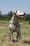 DALMATIEN 370